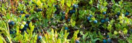 5 plantes toxiques qui ressemblent à des plantes comestibles