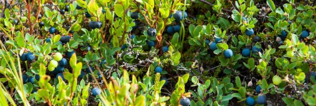 5 plantes toxiques qui ressemblent à des plantes comestibles