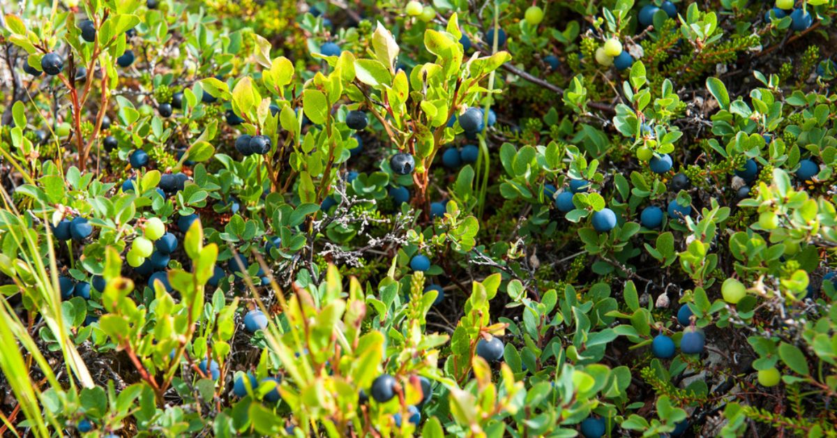 5 plantes toxiques qui ressemblent à des plantes comestibles 5 plantes toxiques qui ressemblent à des plantes comestibles