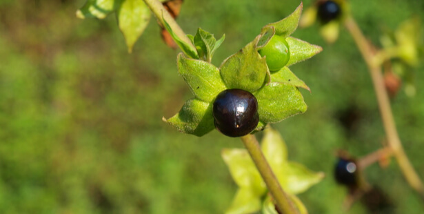 plante toxique