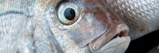 Sur les étals des poissonneries, 8 poissons sur 10 toujours pêchés au chalut