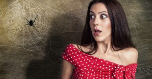 Trucs et Astuces. Lutter contre les araignées chez vous Trucs et Astuces. Lutter contre les araignées chez vous