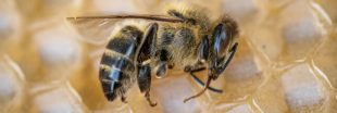 Abeilles : l'État veut encadrer le retour des néonicotinoïdes Abeilles : l'État veut encadrer le retour des néonicotinoïdes