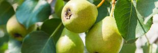 En septembre, on récolte les poires : bien les conserver et autres conseils En septembre, on récolte les poires : bien les conserver et autres conseils