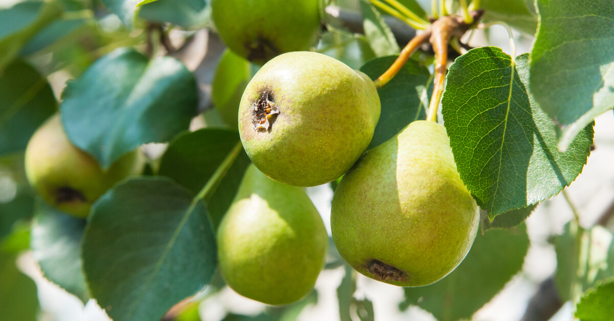 En septembre, on récolte les poires : bien les conserver et autres conseils En septembre, on récolte les poires : bien les conserver et autres conseils