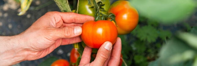 Tomates, les astuces qui marchent pour prolonger la récolte