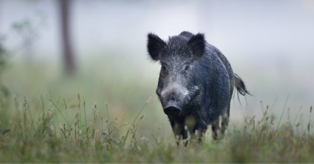 Plomb Creux BF (Broc Feuille) Représentant Un Sanglier - Animaux Sauvages - Occasion