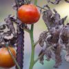 Potager : comment réparer les dégâts de l'été ?