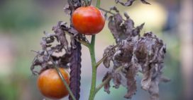 Potager : comment réparer les dégâts de l’été ?