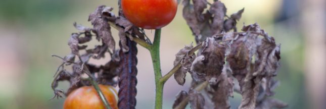 Potager : comment réparer les dégâts de l'été ?