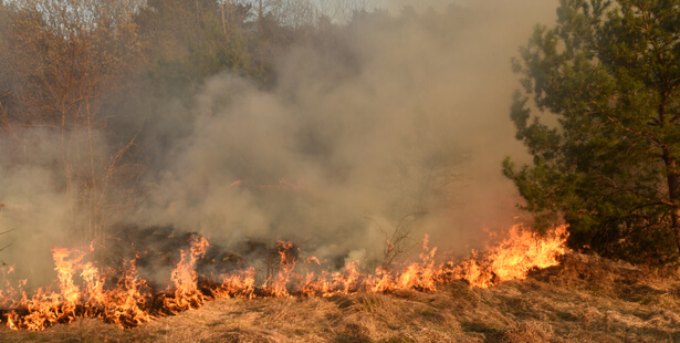 forêts brûlées