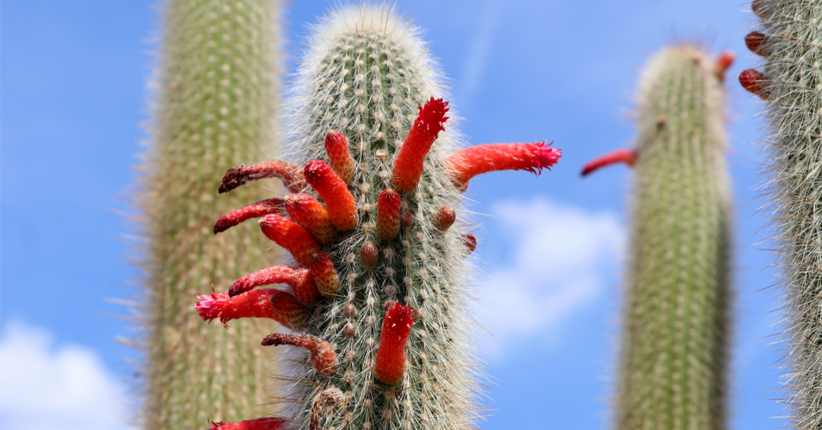 Cactus cierge - Comment bichonner les Cleistocactus ?