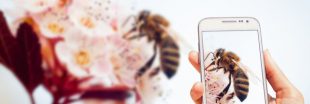 Les smartphones en cause dans la mortalité des insectes Les smartphones en cause dans la mortalité des insectes