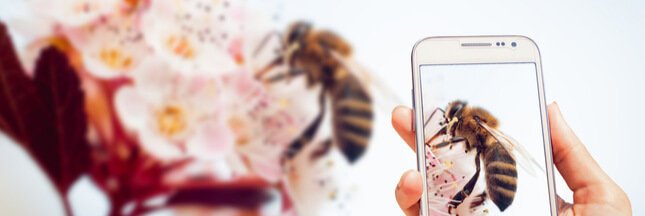Les smartphones en cause dans la mortalité des insectes