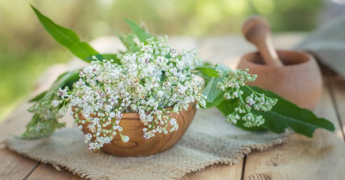 Plante anti-stress : soigner le stress les plantes c'est