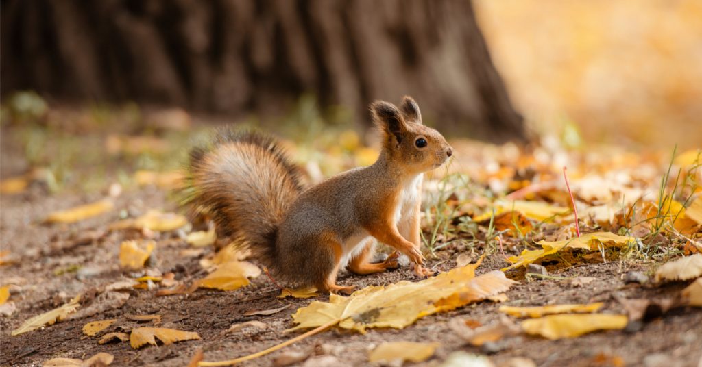 10 animaux à observer cet automne