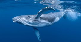Que disent les baleines bleues qui chantent le jour : des chercheurs percent le mystère