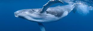 Que disent les baleines bleues qui chantent le jour : des chercheurs percent le mystère