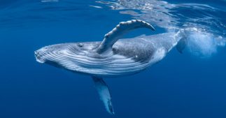 Que disent les baleines bleues qui chantent le jour : des chercheurs percent le mystère