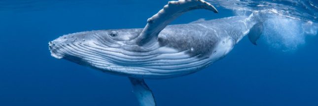 Le chant de la baleine bleue