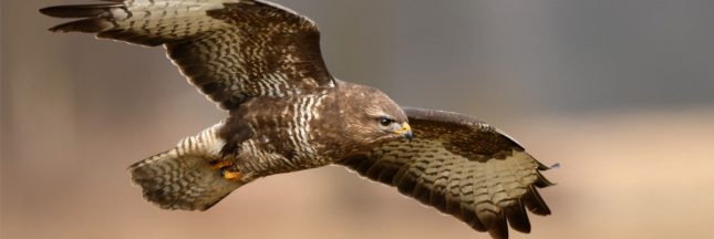 buse variable