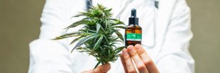 Cannabis médical : la France va enfin commencer à expérimenter Cannabis médical : la France va enfin commencer à expérimenter