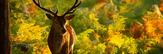 balade europe automne