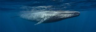 Que dit la baleine bleue qui chante de jour ?