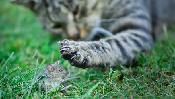 chat espèce nuisible