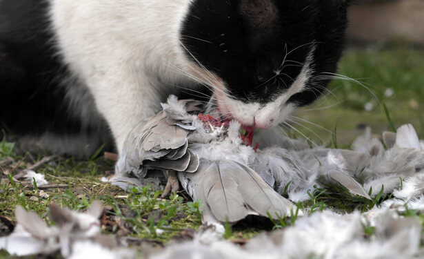 chat espèce nuisible