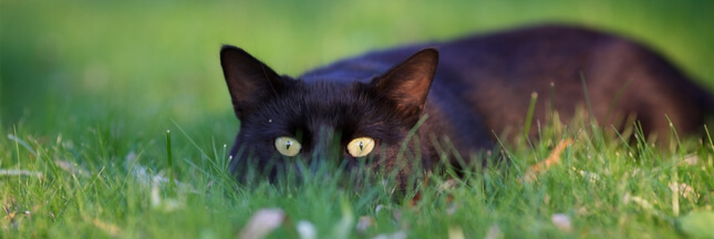 chat espèce nuisible