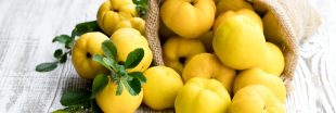 Le coing : un fruit d'automne riche en minéraux et en vitamines