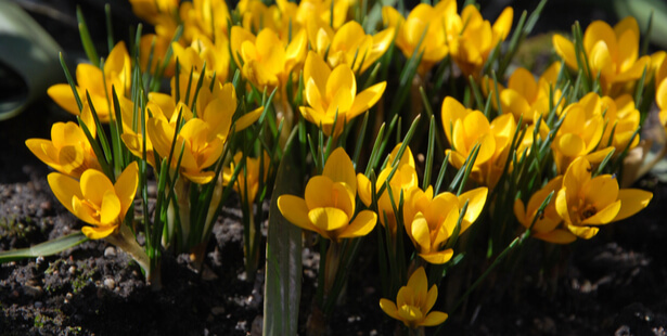 crocus fleur