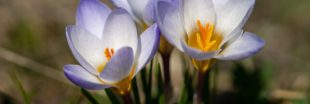 Crocus, une délicate plante à bulbe à retrouver chaque année Crocus, une délicate plante à bulbe à retrouver chaque année