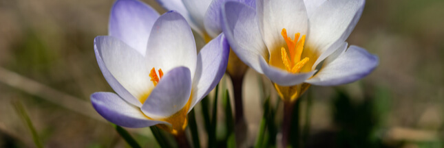 Crocus, une délicate plante à bulbe à retrouver chaque année