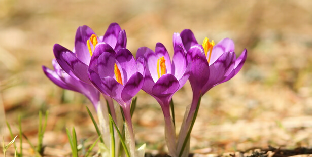 crocus sativus