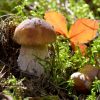 Cueillette de champignons : éviter l'intoxication avec ces 10 conseils indispensables Cueillette de champignons : éviter l'intoxication avec ces 10 conseils indispensables