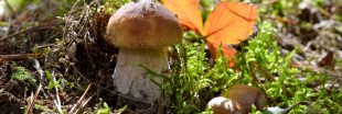 10 conseils pour réussir sa cueillette de champignons
