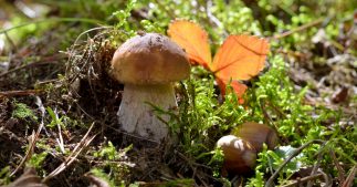 Cueillette de champignons : éviter l'intoxication avec ces 10 conseils indispensables Cueillette de champignons : éviter l'intoxication avec ces 10 conseils indispensables
