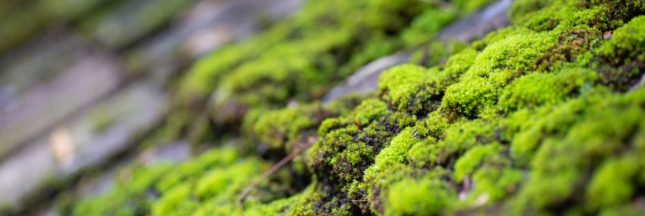 Comment démousser un toit naturellement et efficacement ?