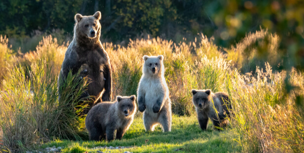 eco tourisme alaska