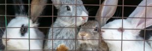L214 : des images choc pour rappeler le sort des lapins élevés en cage