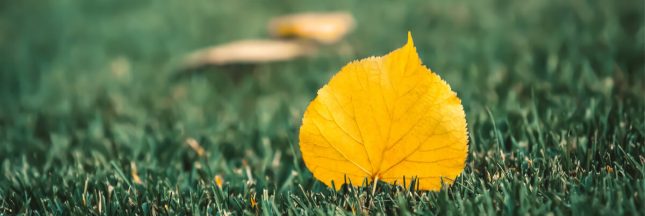 engrais gazon automne