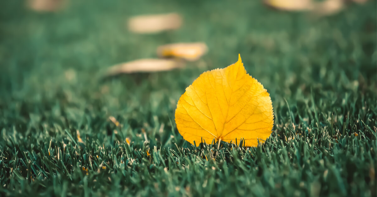 En automne, offrez un nouveau souffle à votre gazon