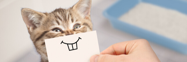 Comment Lutter Contre Les Mauvaises Odeurs De La Litiere Du Chat