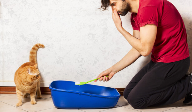 Comment Enlever l'Odeur de Pipi de Chat Sur un Canapé ? L'Astuce Puissante  et Naturelle.