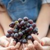 Comment faire germer un pépin de raisin ? Comment faire germer un pépin de raisin ?