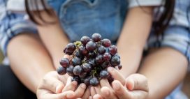 Comment faire germer un pépin de raisin ? Comment faire germer un pépin de raisin ?