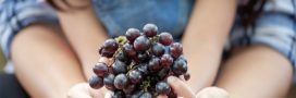 Comment faire germer un pépin de raisin ?