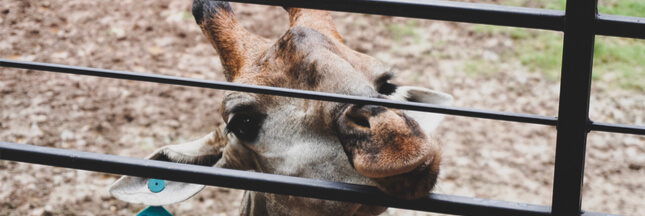 Maltraitance animale : un zoo dans le Tarn contraint de fermer